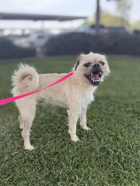 Hercules - Brussels Griffon mix
