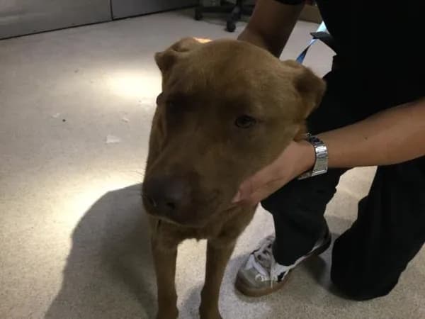 Penny - Shepherd mix