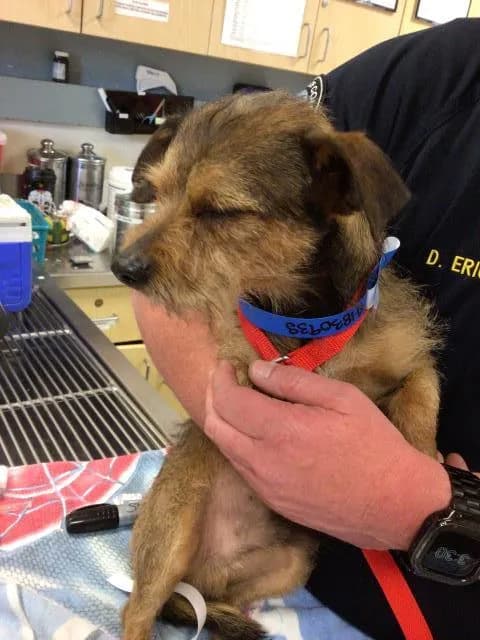 Sammy - Terrier mix