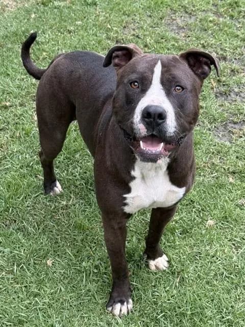 Tank - Pit Bull Terrier