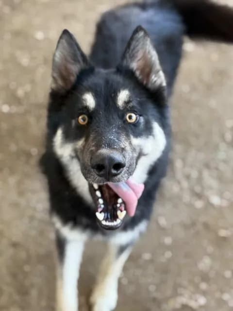 Arlo - photo 1
