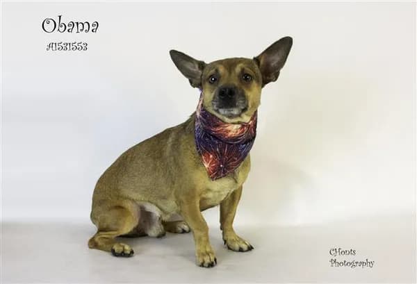 Obama - Chihuahua - Smooth Coated mix