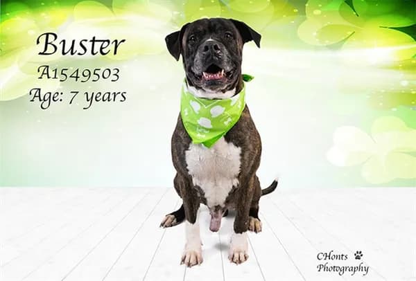Buster - photo 1
