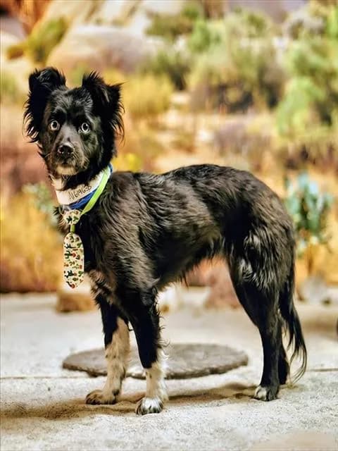 Blu - Spaniel mix