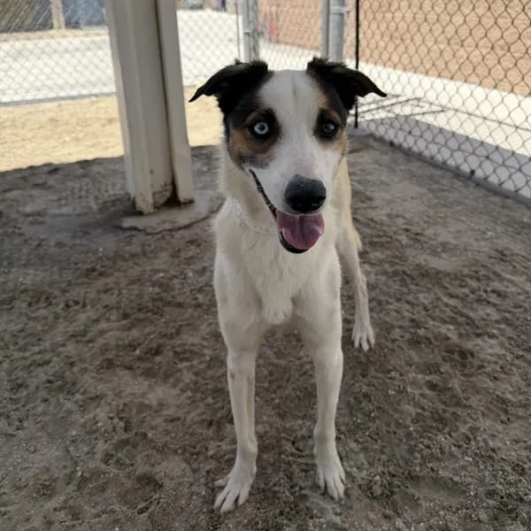 Grace - Terrier mix
