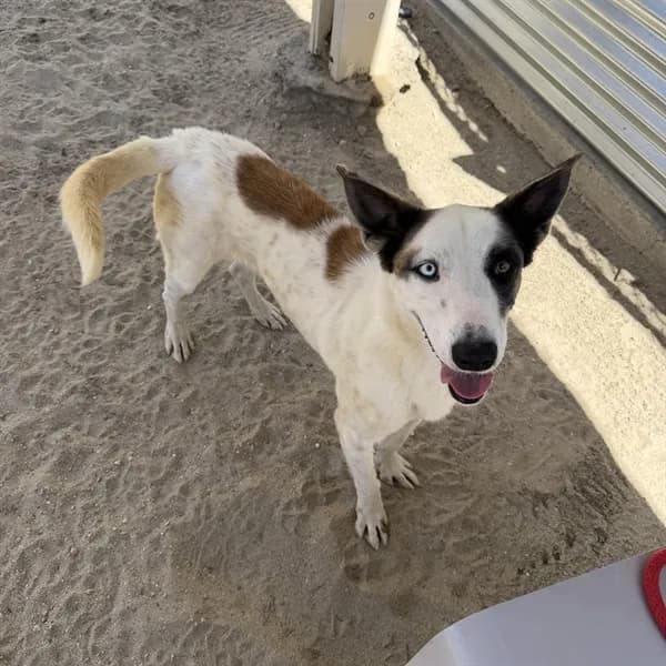 Spot - Terrier mix