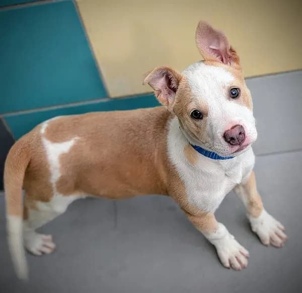 Tano - Pit Bull Terrier