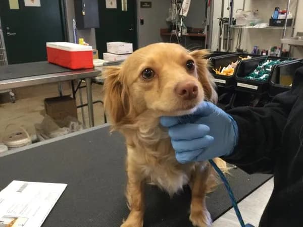Stella - Terrier mix