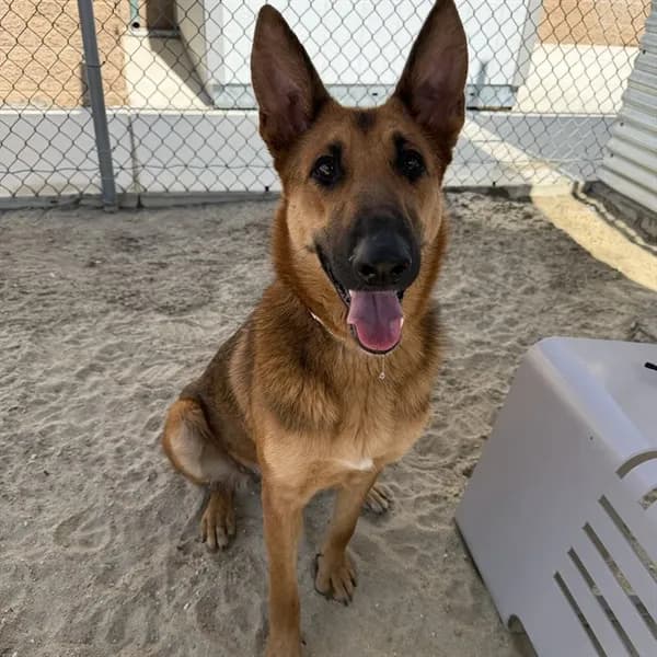 Dawn - German Shepherd Dog