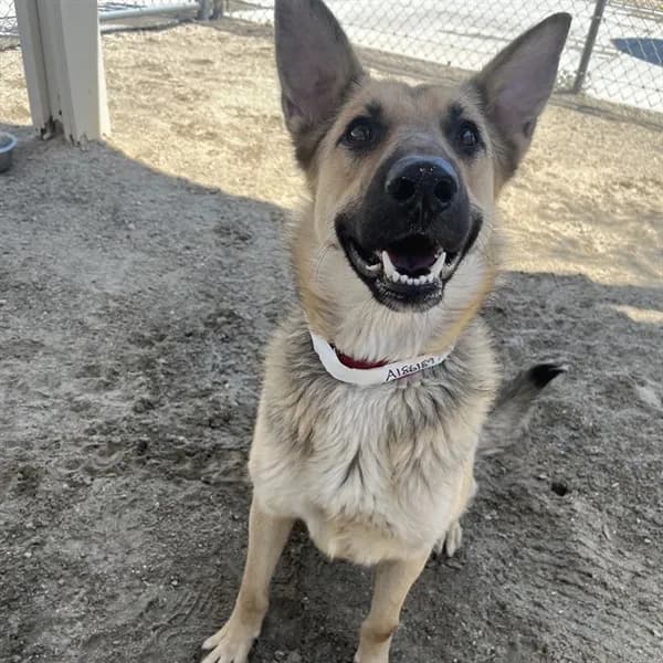 Luna - German Shepherd Dog