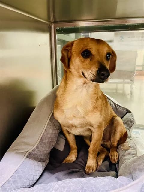 Drake - Dachshund mix