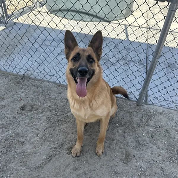 Shayla - photo 1