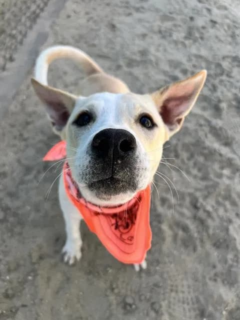 Carly - Labrador Retriever mix