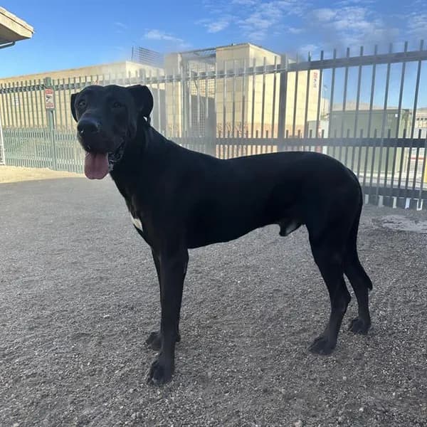 Drako - Great Dane mix
