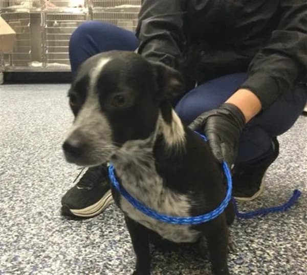 Unnamed - Australian Cattle Dog mix