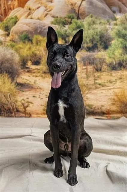 Krypto - photo 1