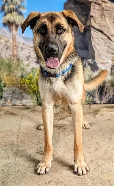 Zeke - photo 1