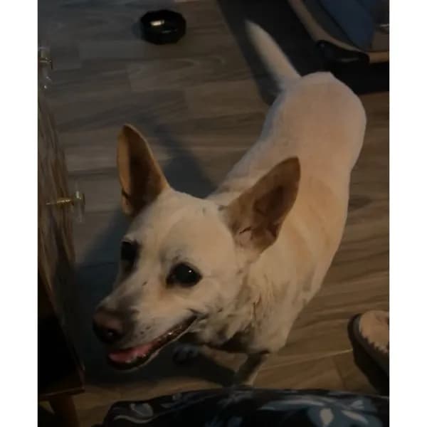 Betty White - thumbnail 3