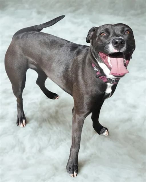 Urgent Phoenix - photo 1