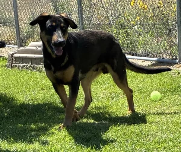 Urgent Pedro - photo 1