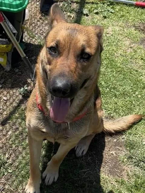 Urgent Louise - German Shepherd Dog mix