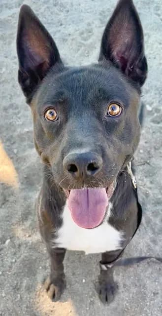 Urgent Duggie - photo 1