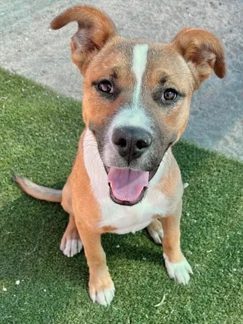 Urgent Chalupa - photo 1
