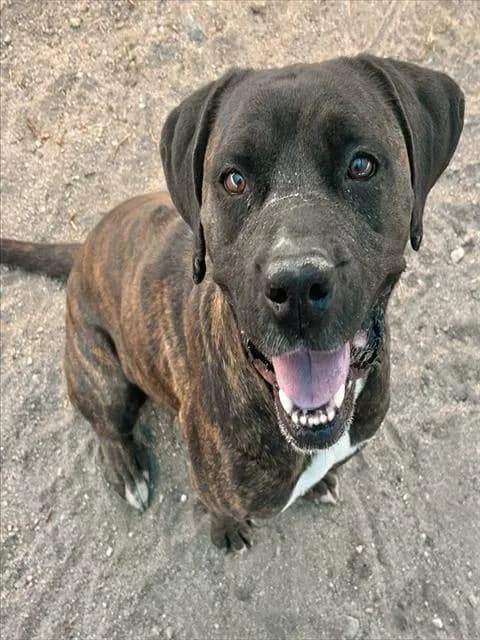 Sandy - Pit Bull Terrier