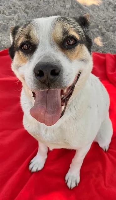 Fran - German Shepherd Dog mix