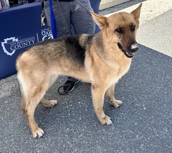 Urgent Med Adopt Lola - photo 1
