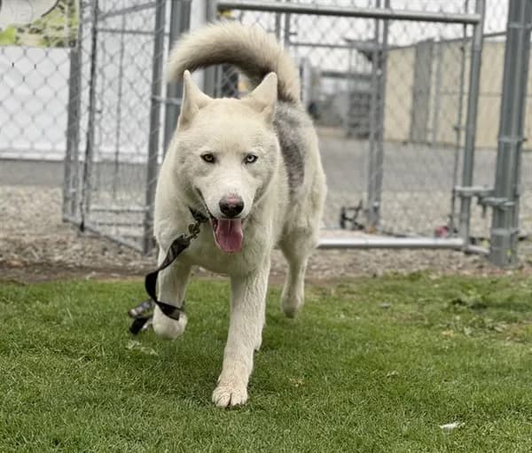 Zeek - photo 1