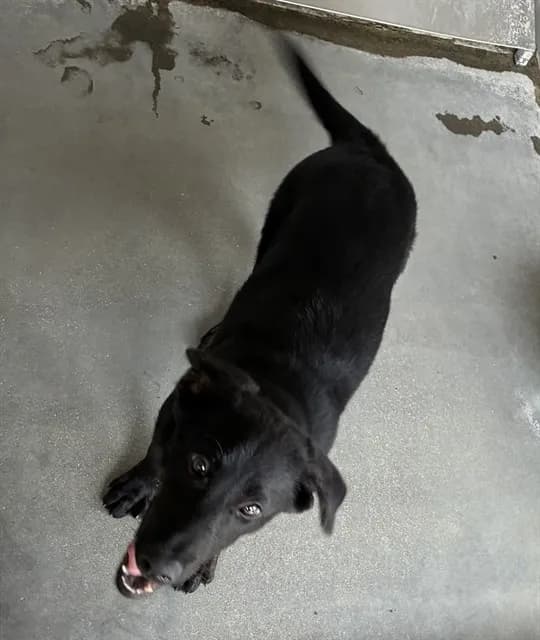 Rose - Labrador Retriever mix