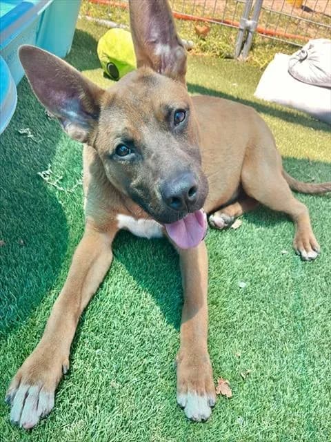 Scrappy - German Shepherd Dog mix