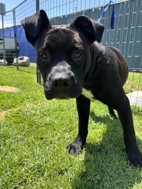 Squeak - Pit Bull Terrier mix