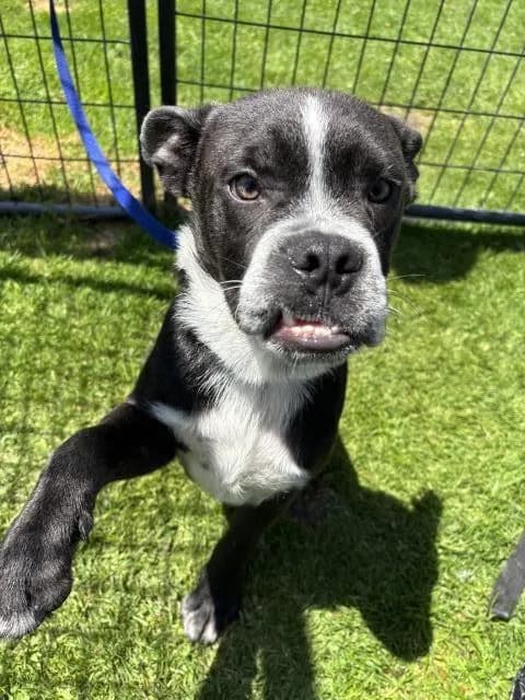 Smoosh - Pit Bull Terrier mix