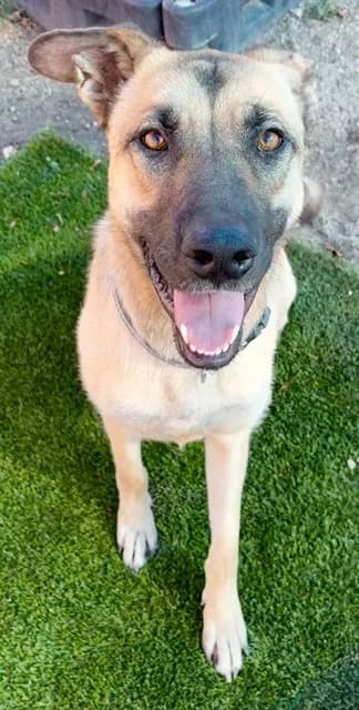 Cara - Shepherd mix