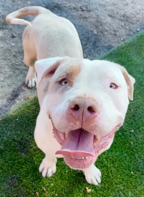 Havel - Pit Bull Terrier mix