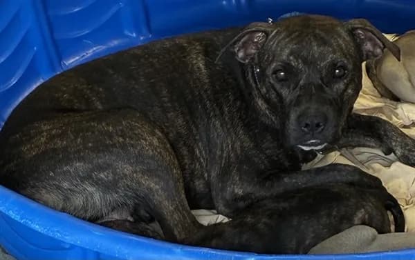 Med Waiver Hershey - Pit Bull Terrier mix