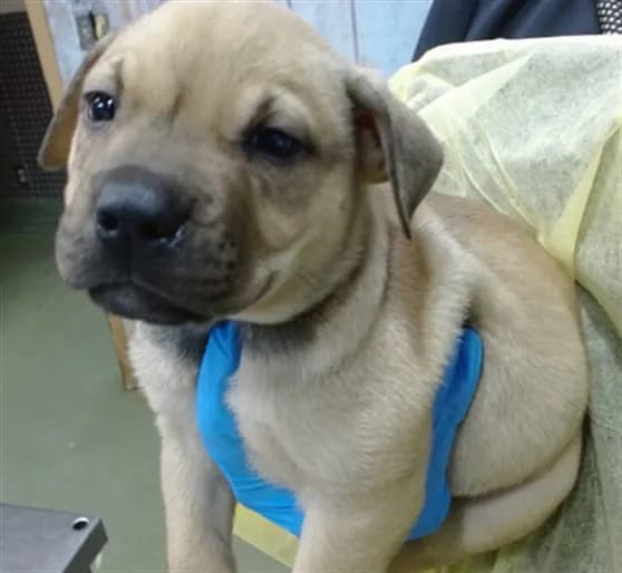 Med Waiver Bruce - Pit Bull Terrier mix