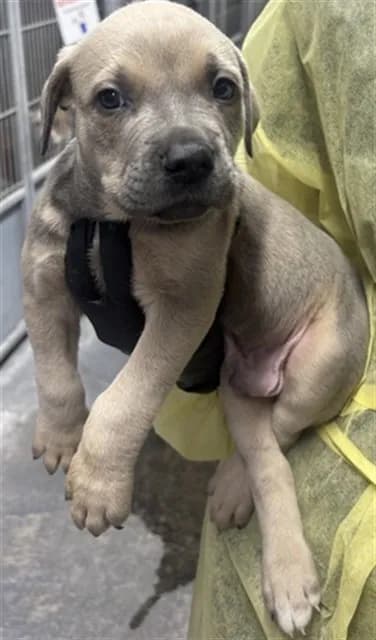 Med Waiver Luke - Pit Bull Terrier mix