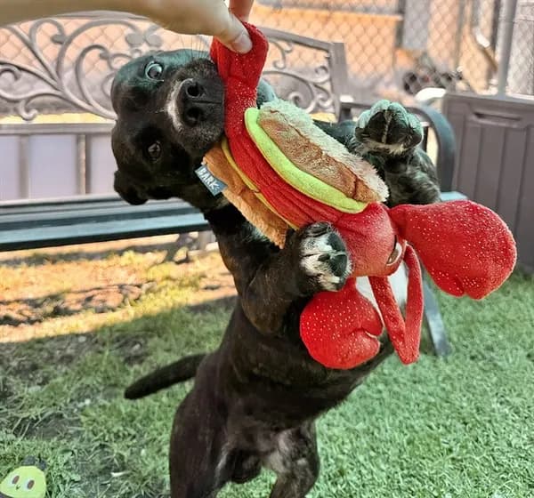 Urgent Ferbie - Pit Bull Terrier mix