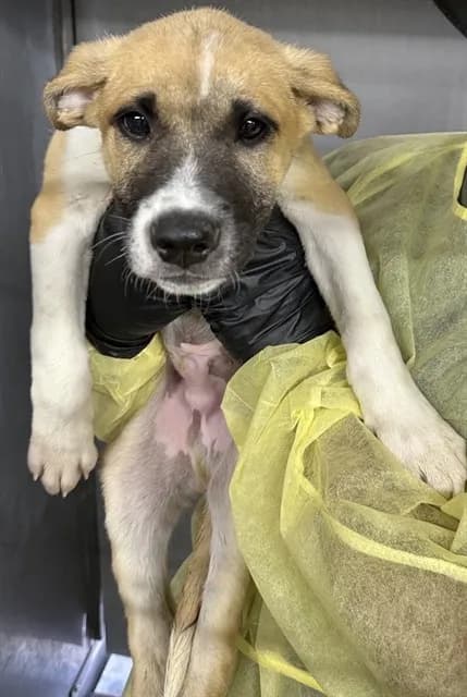 Urgent Ricky - photo 1