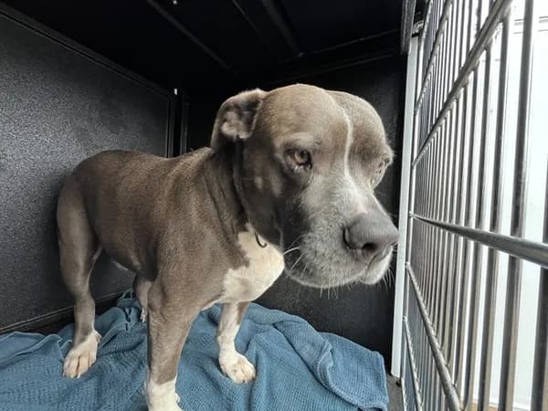Saturn - Pit Bull Terrier