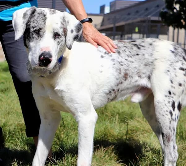 Rocko - photo 1