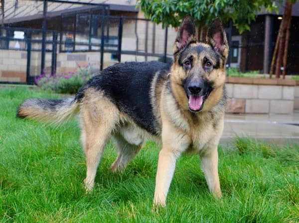 Moose - German Shepherd Dog