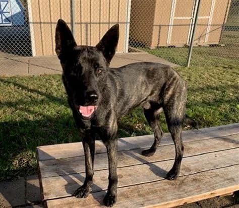 Sawyer - Belgian Malinois mix
