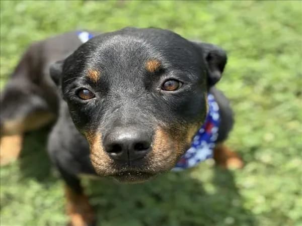 Raccoon - Rottweiler