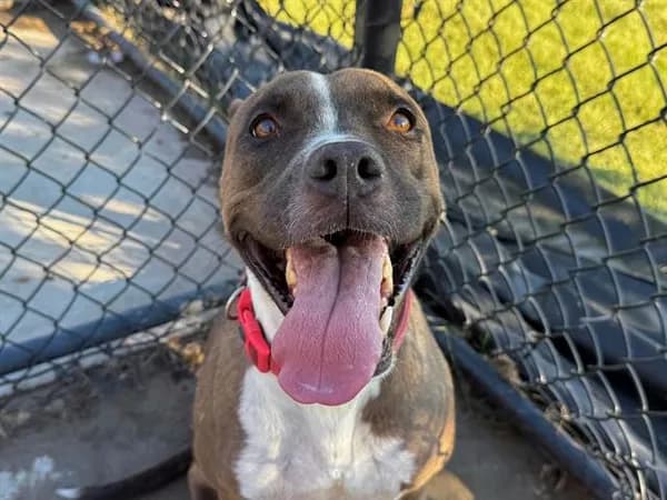Acorn - Pit Bull Terrier