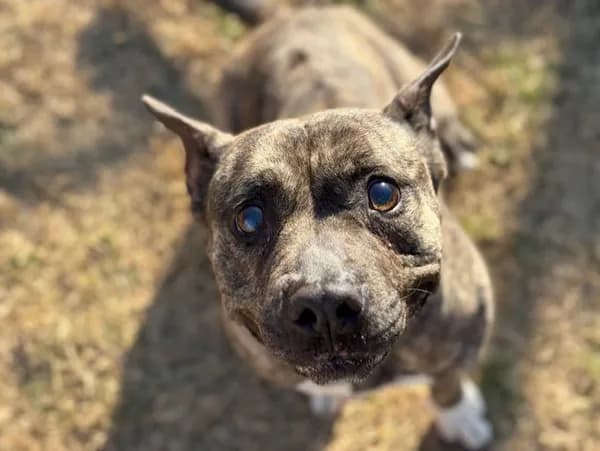Jas - Pit Bull Terrier