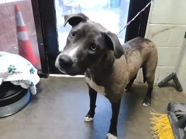 Rara - Pit Bull Terrier